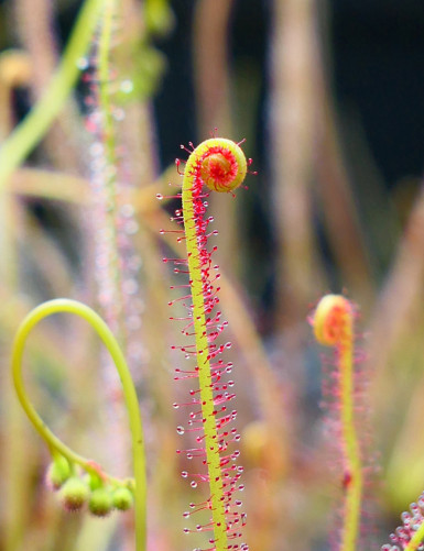 Drosera filiformis 'rouge' plante carnivore