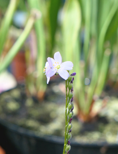 Drosera filiformis 'rouge' plante carnivore