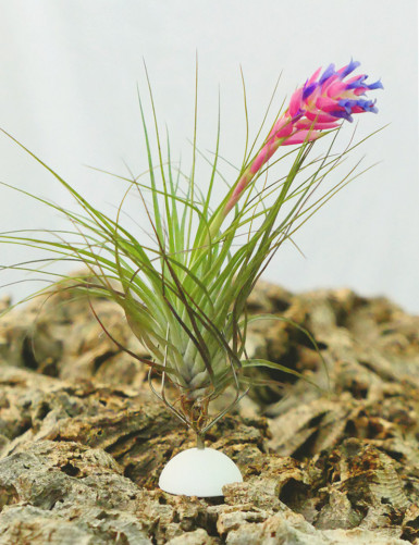 Support adhésif pour Tillandsia