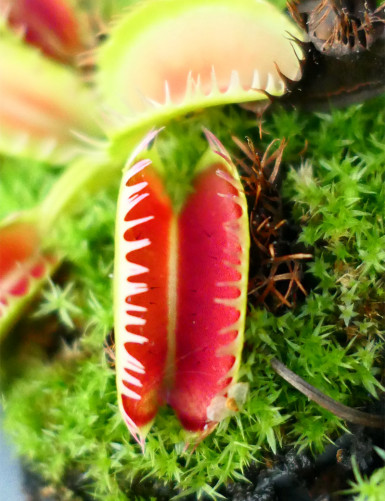 Dionaea muscipula 'Louchapates' Plante carnivore