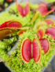 Dionaea muscipula 'Fine Tooth x Red' Clone 2 Plante carnivore