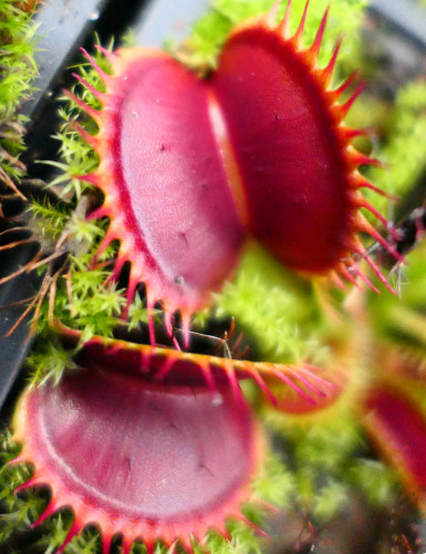 Dionaea muscipula 'Giant Big Mouth' Plante carnivore