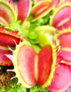 Dionaea Fused teeth Plante carnivore
