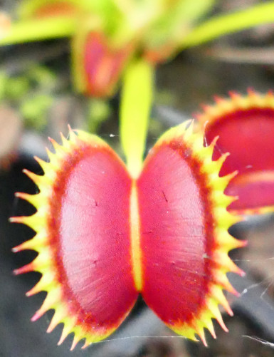 Dionaea muscipula Dracula Plante carnivore