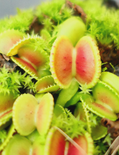 Dionaea muscipula 'Coquillage' Plante carnivore