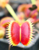 Dionaea muscipula 'SL14' Plante carnivore