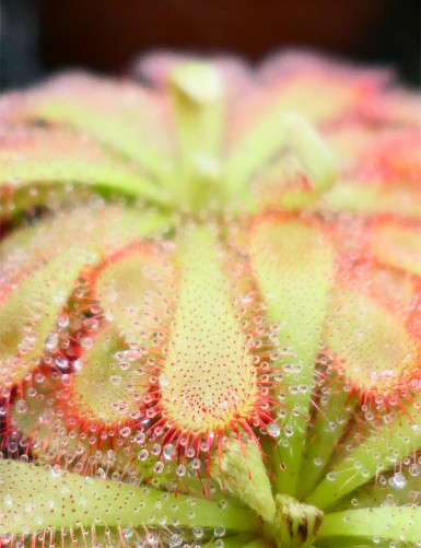 Drosera aliciae plante carnivore