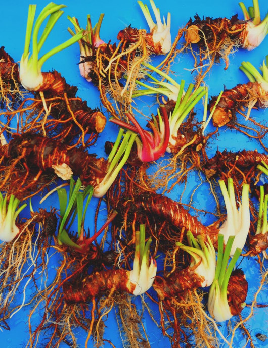 Plante carnivore Lot de Sarracenia en rhizome