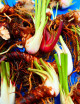 Plante carnivore Lot de Sarracenia en rhizome