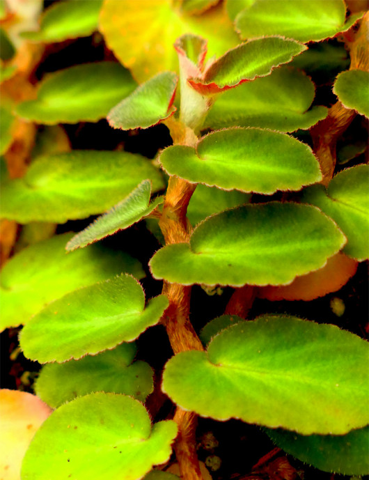 Plantes terrariums Begonia thelmae