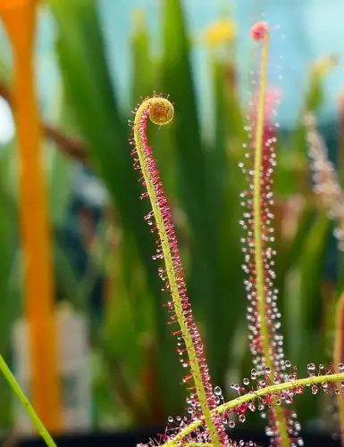 Drosera filiformis 'red' carnivorous plant