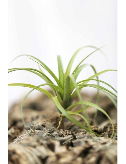 Tillandsia polystachia fille de l'air