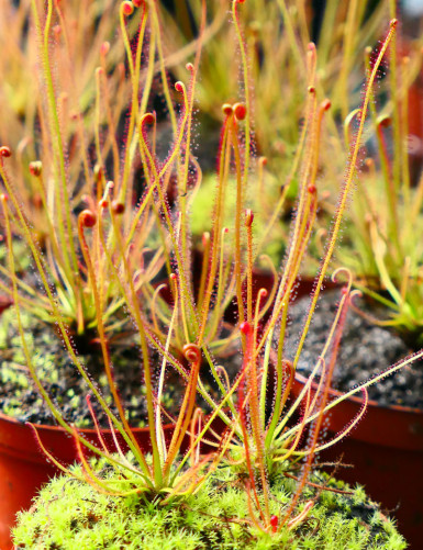 Drosera filiformis rouge plante carnivore en pot