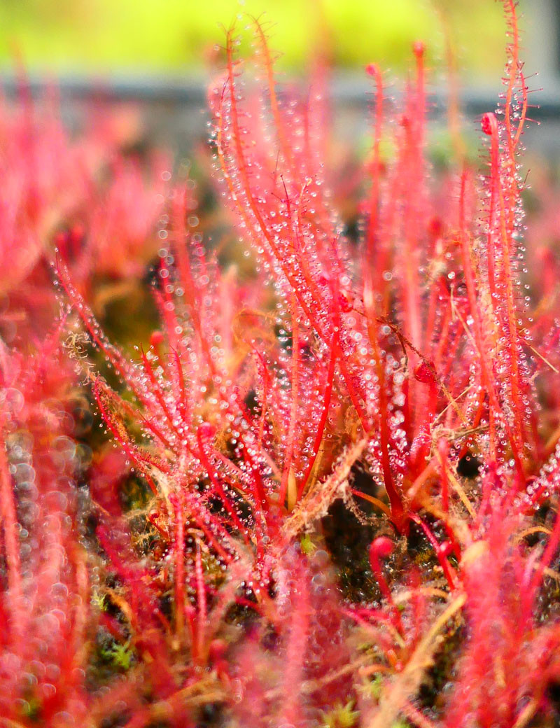 Drosera filiformis 'rouge' plante carnivore