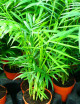 Plantes terrariums Chamaedorea Elegans