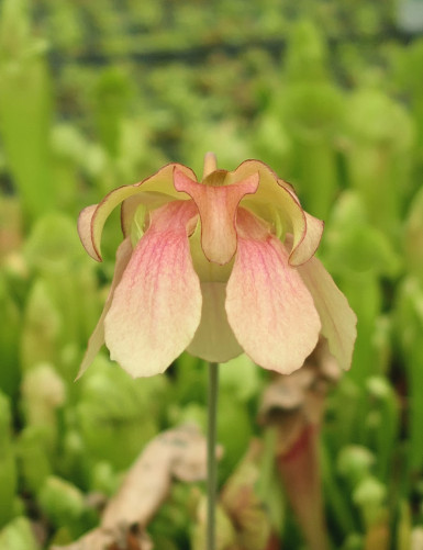 Plante carnivore Sarracenia hybride BARBA