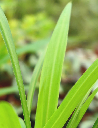 Plantes terrariums Chlorophytum comosum - Vert uni