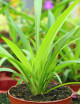 Plantes terrariums Chlorophytum comosum - Vert uni