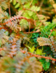 Plantes terrariums Selaginella uncinata