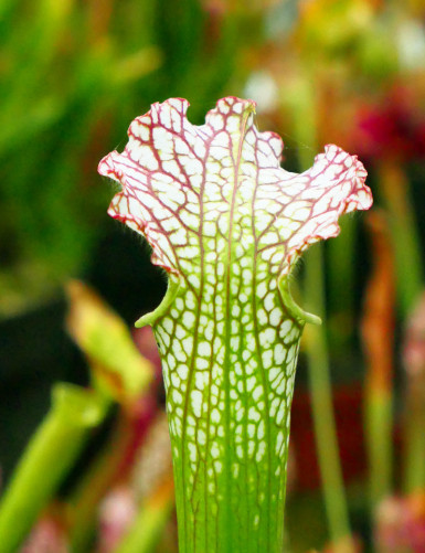 Plante carnivore Sarracenia leucophylla red white Mobile Co.