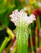 Plante carnivore Sarracenia leucophylla red white Mobile Co.
