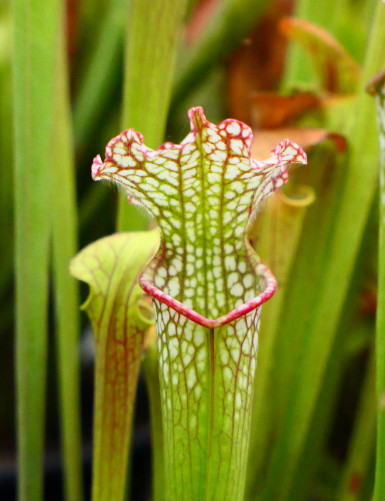 Plante carnivore Sarracenia leucophylla red white Mobile Co.