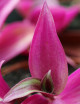 Plantes terrariums Tradescantia rouge - violacé