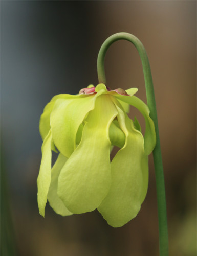 Plante carnivore Sarracenia alata x flava red lip giant