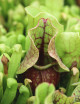 Plante carnivore Sarracenia purpurea subsp. venosa