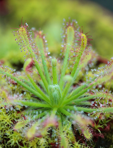 Drosera neocaledonica plante carnivore