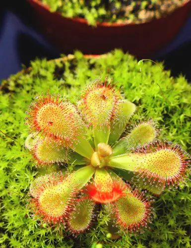 Drosera esterhyseniae x Slackii plante carnivore