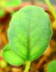 Plantes terrariums Episcia (Alsobia) dianthiflora