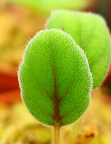 Plantes terrariums Episcia (Alsobia) dianthiflora