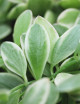 Plantes terrariums Dischidia nummularia blanc