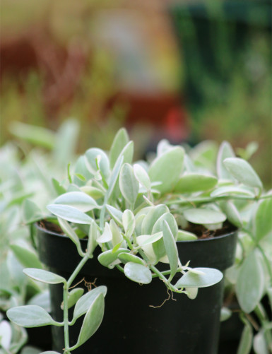 Plantes terrariums Dischidia nummularia blanc