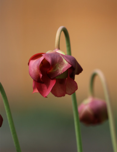 Plante carnivore Sarracenia leucophylla x courtii