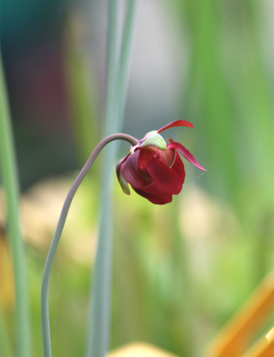 Plante carnivore Sarracenia leucophylla pubescent pink