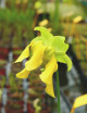 Plante carnivore Sarracenia leucophylla red white Mobile Co.