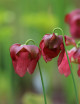 Plante carnivore Sarracenia x wrigleyana 'forme verte'