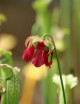 Plante carnivore Sarracenia x excellens x rubra