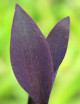 Plantes terrariums Tradescantia purpurea