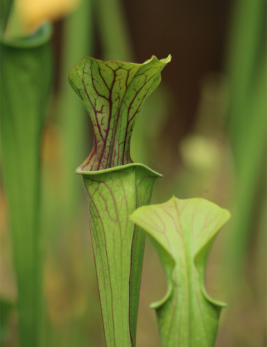 Plante carnivore Sarracenia oreophila 'Sand Mountain'