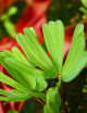 Oxalis automne rose feuille de trèfle