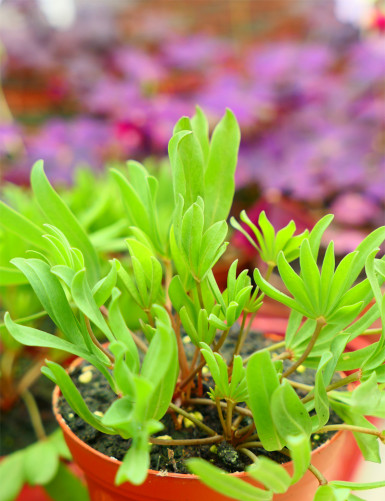 Oxalis automne rose - "Autumn pink"