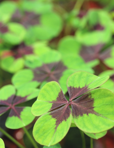 Oxalis deppei Iron cross ou faux trèfle