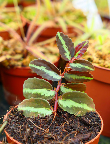 Elatostema repens plante de terrairum