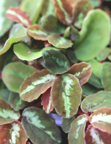 Feuille de Elatostema repens plante de terrairum