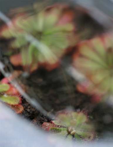 Kit semis Drosera Aliciae - découverte - Plante carnivore