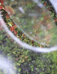 Kit semis Dionaea - découverte - Plante carnivore