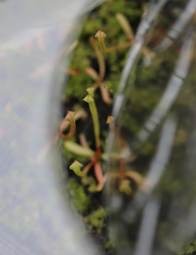 Kit semis Sarracenia - découverte - Plante carnivore